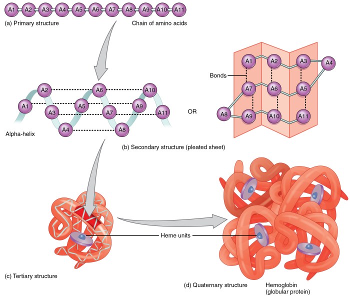 Peptides and proteins report sheet