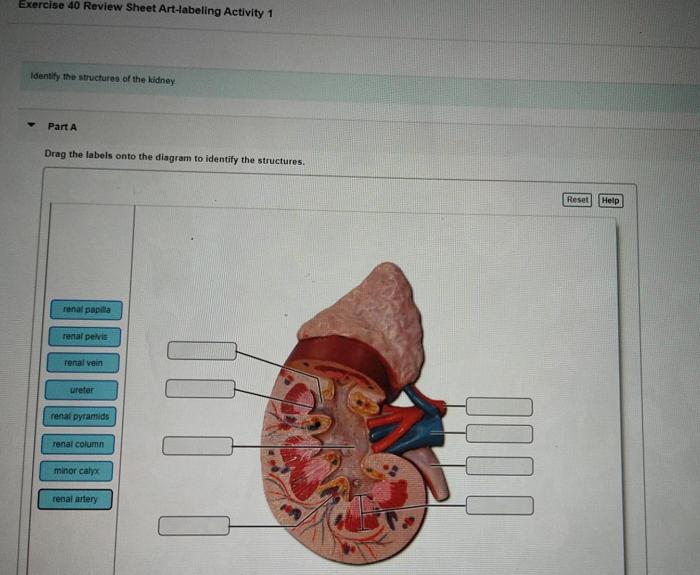 Art labeling activity figure 19.21 b