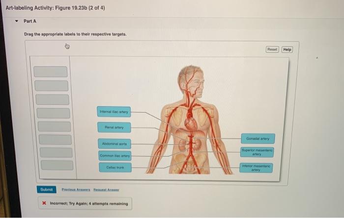 Art labeling activity figure 19.21 b