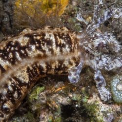 Worm darkness scales gusanos cuatro profundas descubren aguas especies