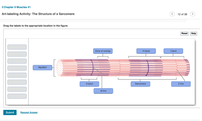 Art labeling activity figure 19.21 b