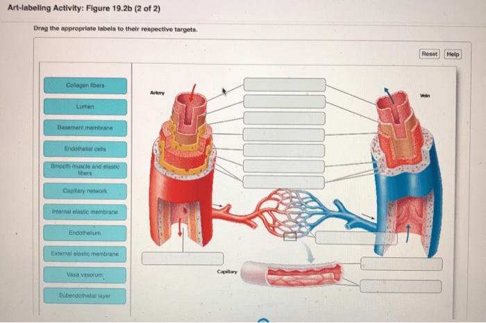 Art labeling activity figure 19.21 b