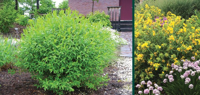 St john's wort companion planting