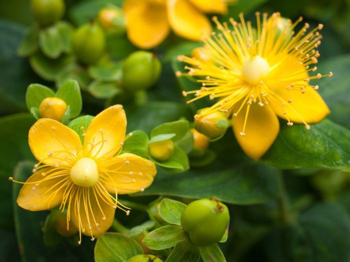 St john's wort companion planting