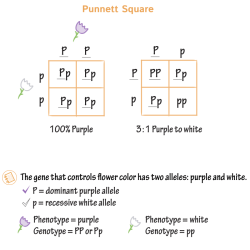 Punnett squares crosses involving two traits answer key