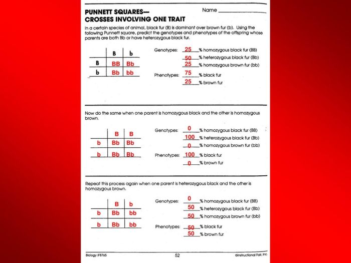 Punnett squares genetic predicted