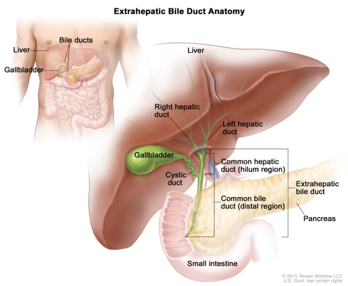 Nurses need physiology biliary obstruction and pancreatitis