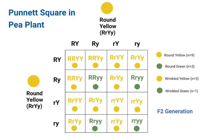 Punnett squares crosses involving two traits answer key