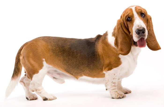 Basset