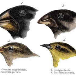 The origin of species: the beak of the finch answers