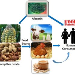 Aflatoxin aflatoxins food health human effects safety humans their concern global figure frontiersin management fmicb overview