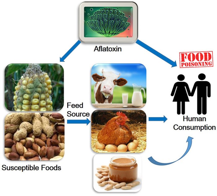 Aflatoxin aflatoxins food health human effects safety humans their concern global figure frontiersin management fmicb overview